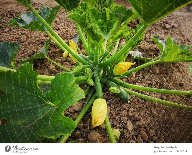 Grow your own organic vegetables: green zucchini Zucchini Zucchini blossom Courgette plant Garden Vegetable garden vegetable gardening Vegetarian diet