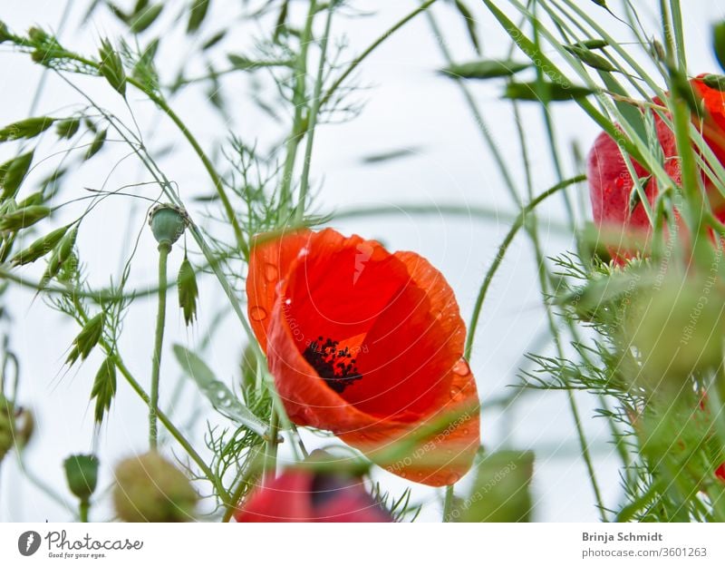 The bloom of a beautiful red poppy in a wildflower meadow from the frog's perspective, biodiversity and species diversity lively corn rose wildflowers vivid