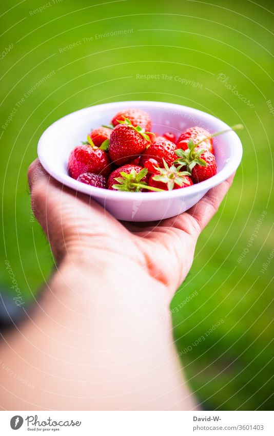 a small bowl with red berries is held by one hand Strawberry Time fruit Bird's-eye view Neutral Background Deep depth of field fruit varieties berry fruit