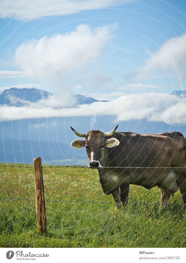 alpen.milk producer Animal Farm animal 1 Wanderlust Voracious Cow Pasture Alps Allgäu Mountain Grass Fence post Barbed wire fence Udder Antlers