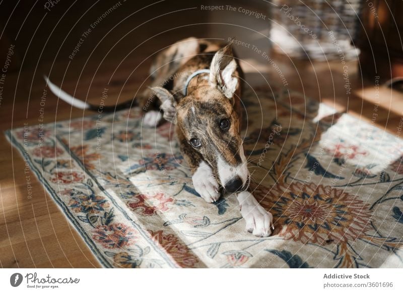 are galgo espanol puppies lazy