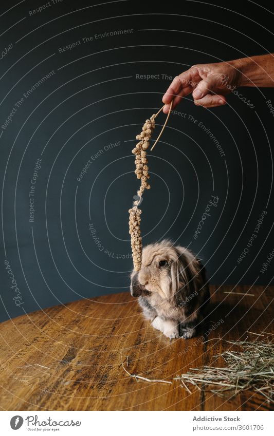 Crop aged man playing with lop rabbit bunny adorable fluff living room hay male domestic senior cute animal sit table fur wooden pet thick soft mammal creature