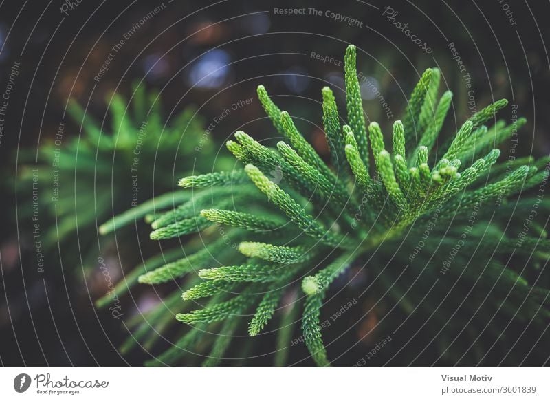 Leaves of Araucaria Heterophylla commonly known as Norfolk Island pine tree leaf coniferous evergreen branch lush plant botany daytime growth flora fresh bright
