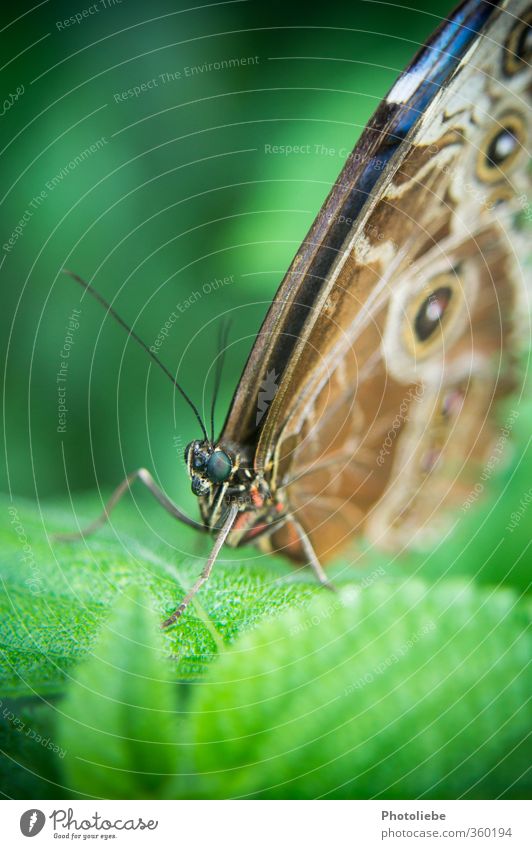 butterfly Animal Butterfly Animal face Wing Zoo 1 Exotic Uniqueness Curiosity Beautiful Brown Green Black Peaceful Watchfulness Calm Esthetic Idyll Nature