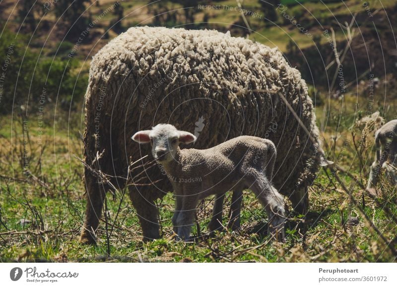 A little sheep and its mother lamb animal farm white nature feeding young background cute blue spring baby fluffy wool livestock sky isolated day field sunny