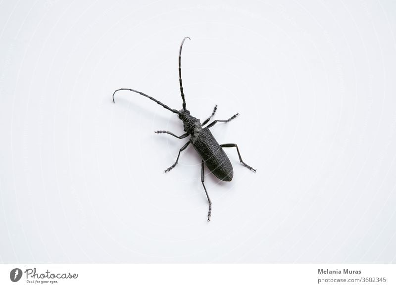 Longhorn Beetle on white background. Macro photography of black insect  with long antennae Saperda inornata. animal beetle borer brown bug close close-up