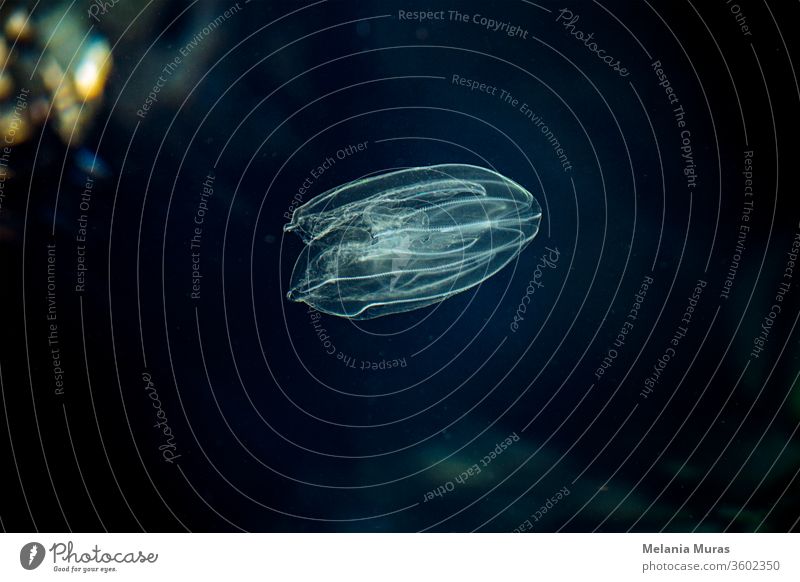 Sea Walnut, American comb jelly, Warty comb jelly or Leidy's comb jelly (Mnemiopsis leidyi). Adriatic sea. A small, transparent sea creature on black background. Tiny jellyfish. Underwater world.