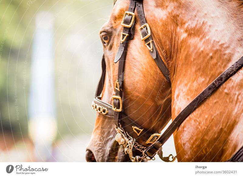 portrait of horse on the outside Looking Nobody adult animal background beautiful beauty brown close-up closeup color cute equestrian equine eye face farm field