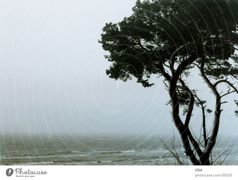 coastal fog Coast Winter Gale Tree Beach Waves Baltic Sea Wind Sand Water