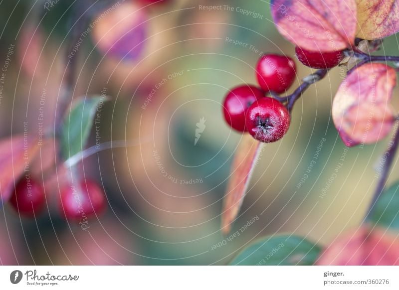 Colourful memories Environment Nature Plant Autumn Weather Bushes Leaf Glittering Round Juicy Dry Green Red Berries Twig Blur Star (Symbol) Rawanberry Gaudy