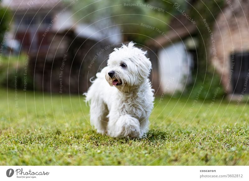 Maltese dog on a spring day adorable animal background beautiful breed canine cheerful cute doggie in motion domestic domesticated forest friendly game grass