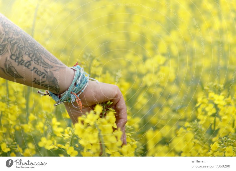 Feel nature. Hand in the rape field. Canola Canola field Youth (Young adults) Arm Nature Spring Summer Agricultural crop Blossoming Yellow Experience