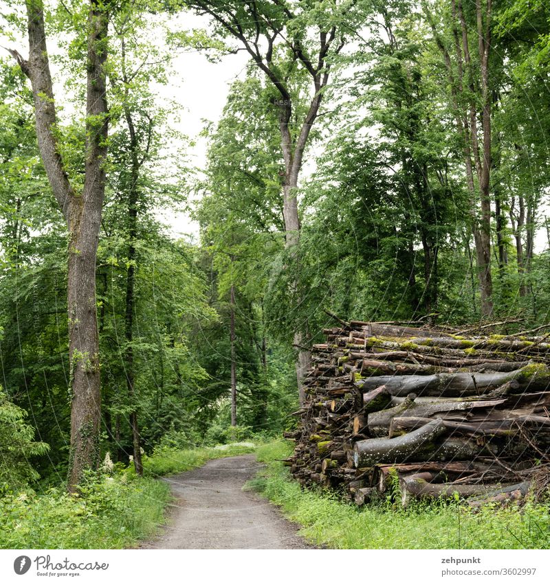 A forest path, flanked on one side by a tree and on the other by a pile of felled trees Stack of wood cut down tree Forest way into the picture green Gray
