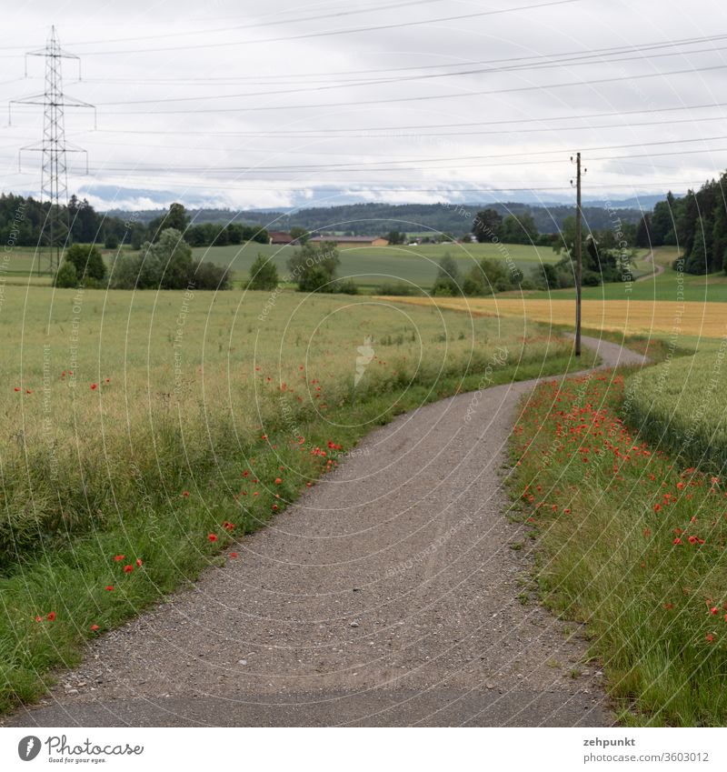 A path winds through fields lined with corn poppy, crossed by a power line. In the background the Alps disappear in the clouds off the beaten track