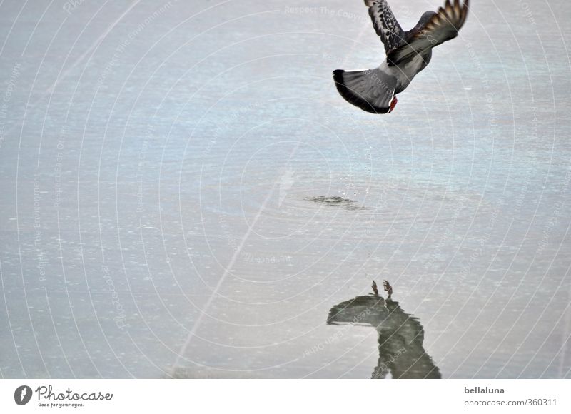 parting Water Animal Wild animal Bird Pigeon Wing 1 Flying Blue Gray Freedom Puddle Colour photo Subdued colour Exterior shot Deserted Copy Space left