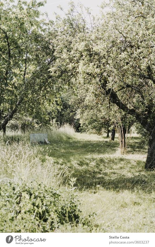 Fruit plantation apple trees huts Garden Cherry trees Nature shot out green Agriculture Sustainability nature conservation nobody Summer ecologic Plantation