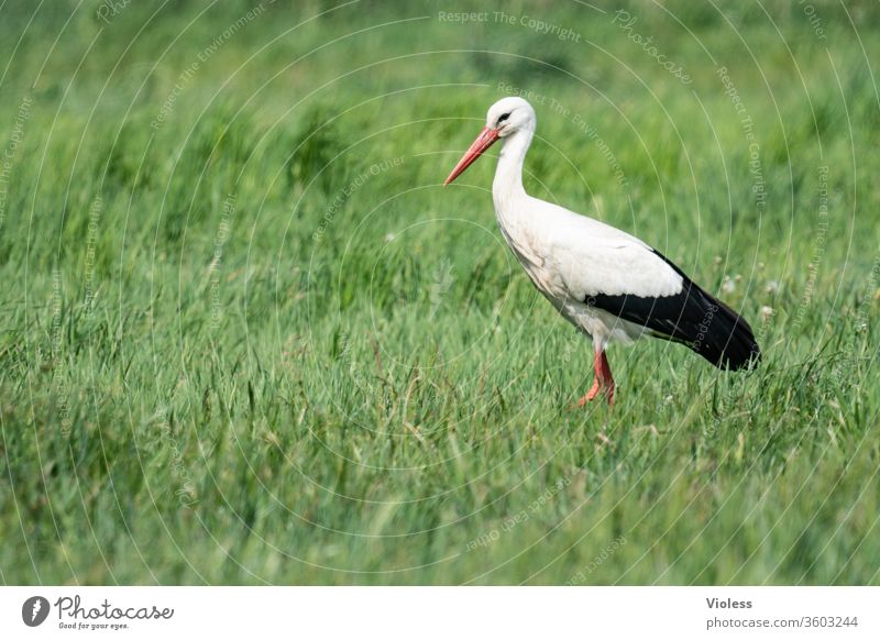 adebar Stork Animal birds Ciconiidae Beak White Stork stork Meadow