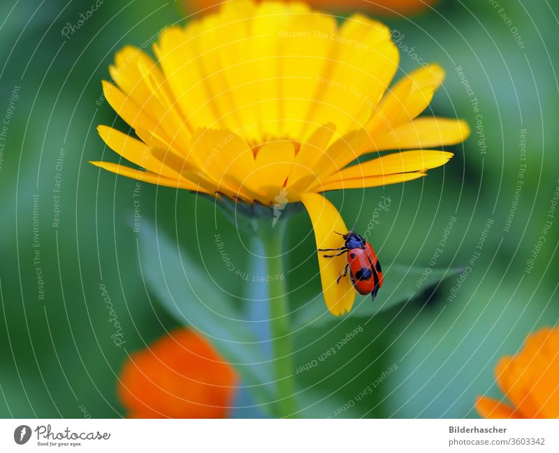 Antsack beetle on the petal of a marigold flower ant-leaf beetle ants ant sack beetle fourpoint Beetle Insect Black Patch Point Red Marigold bleed Animal