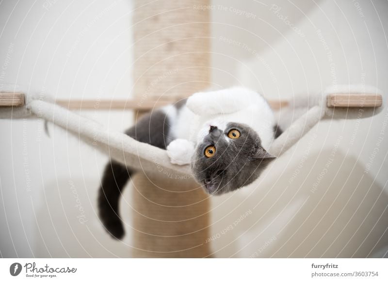 young playful british shorthair cat, lying on a hammock with a scratching post Cat pets purebred cat British shorthair cat cat tree Sisal Fluffy Pelt feline