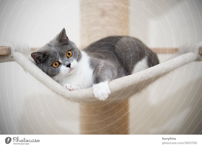 young british shorthair cat relaxes on the hammock of a scratching post Cat pets purebred cat British shorthair cat cat tree Sisal Fluffy Pelt feline White