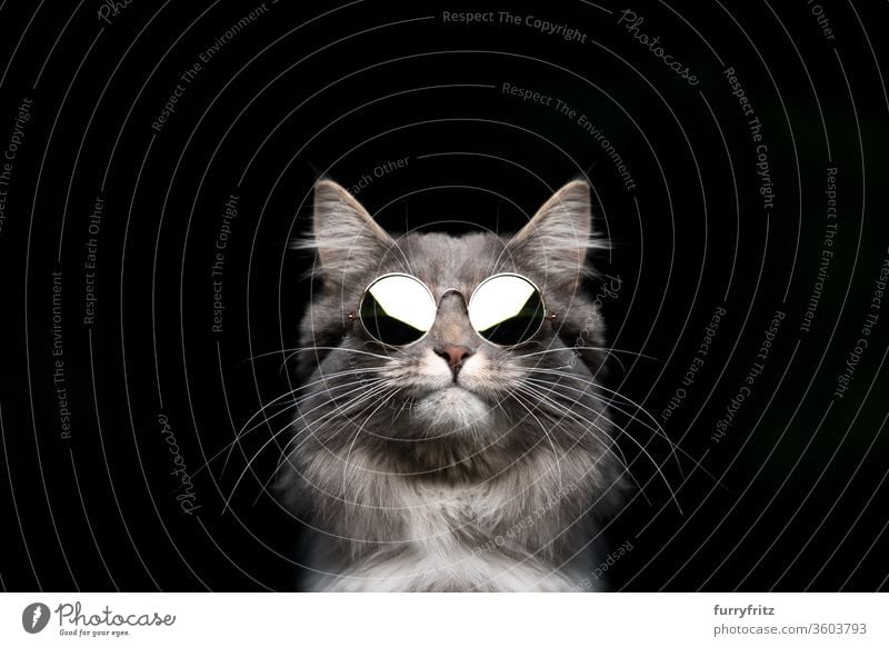 cool maine coon cat with round sunglasses Cat pets purebred cat Studio shot black background Copy Space cut already Cute Enchanting One animal Fluffy Pelt