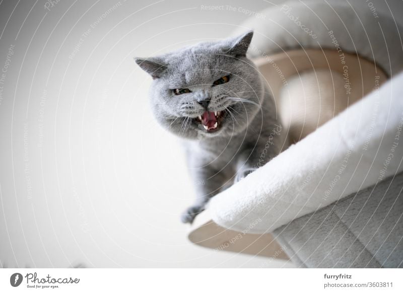 blue british shorthair cat looking down from scratching post meowing or hissing showing teeth pets purebred cat sisal fluffy fur feline one animal open mouth