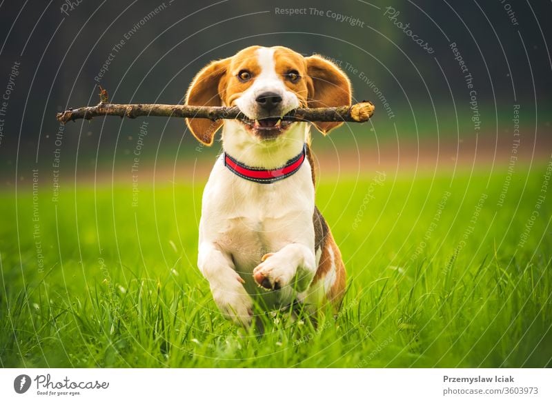 Beagle dog with a stick on a green field during spring runs towards camera. beagle jump pets obedience fun happy meadow nature domestic animal young outdoor