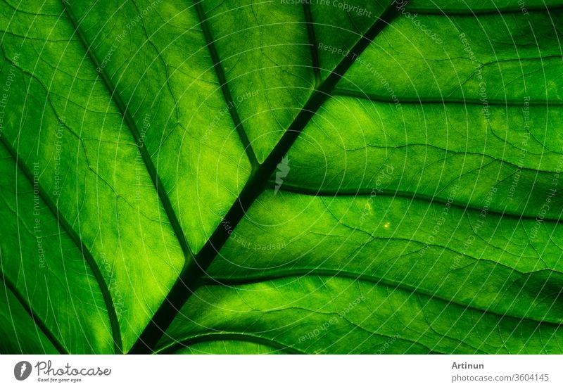 Macro shot detail of green leaf. Natural green leaf texture background. Background for organic products. abstract art beauty botanical botany bright cell