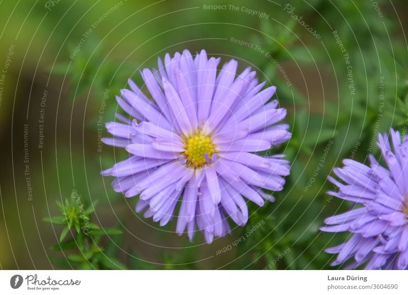 Lilac-coloured flower with many small petals and yellow centre flowers Blossom leave bleed lilac Yellow purple green Plant Nature spring Blossoming Garden