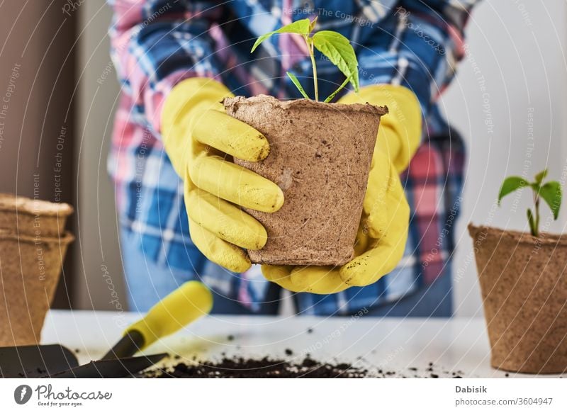 Woman hands in a yellow gloves transplating plant. Plant care concept transplant woman natural nature grow gardening pot leaf ground green soil growing