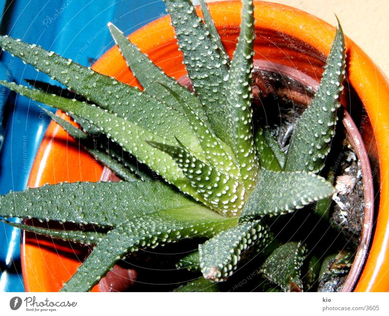 my baby Cactus Macro (Extreme close-up) Plant Nature