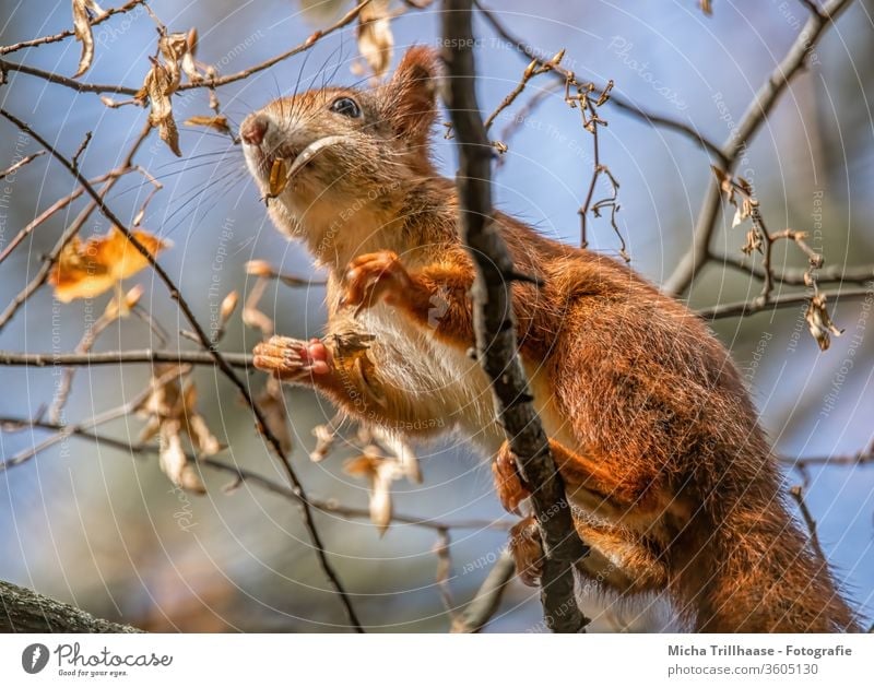 Climbing squirrel in a tree Squirrel sciurus vulgaris Animal face Head Nose peer ears paws Claw Pelt Wild animal Nature To feed nibble Sunlight