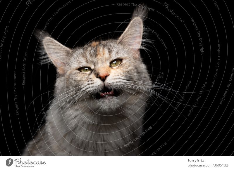 Tabby Maine Coon cat meows with open mouth and looks into the camera Cat pets purebred cat maine coon cat Studio shot black background Copy Space cut already