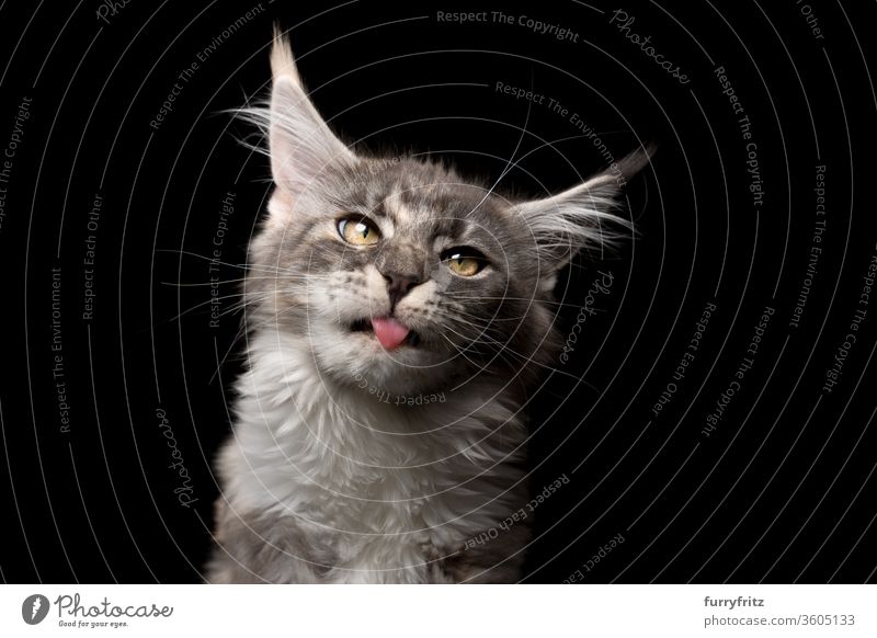 cute Maine Coon kitten with outstretched tongue making a silly face Cat pets purebred cat maine coon cat Studio shot black background Copy Space already Cute
