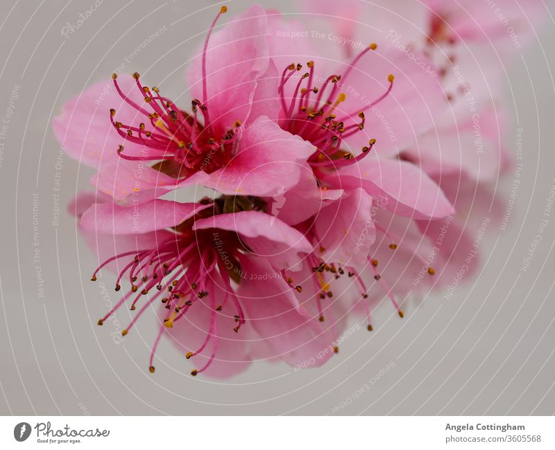 Beautiful pink peach blossom against a light background pink blossom flowers pink flowers spring blossom petals stamens flora floral nature