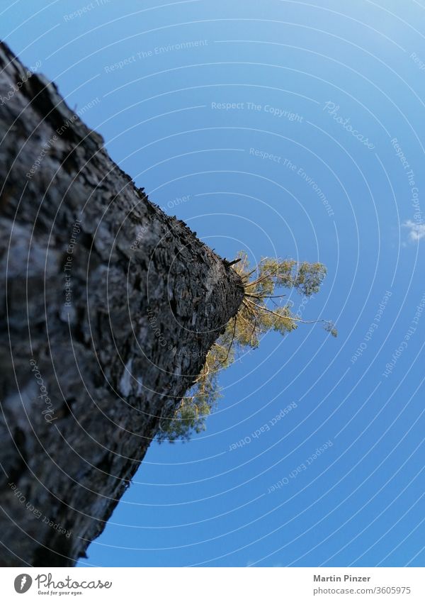 Tree from below tree woods forest conifer blue sky bark cloud green brown another perspective