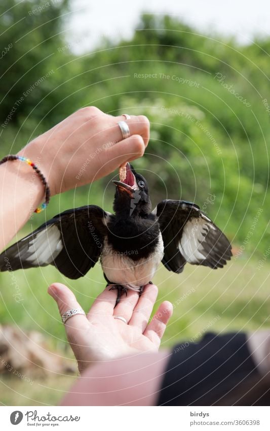 Young magpies are raised by human hands. Orphaned young bird orphan fledglings Black-billed magpie Feeding To feed birds tame Wild bird rearing hunger Beak