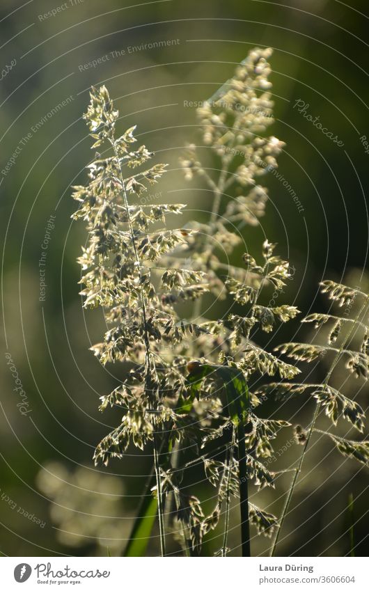 Grasses in sunlight grasses Sunlight Light Evening sun glittering Illuminate luminescent Back-light Nature Sunbeam Light (Natural Phenomenon) Sunset sunset mood