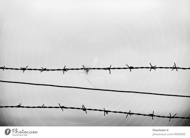 Barbed wire | and bad weather grey sky hair Pelt Bad weather Sky Wire Boundary lines Exterior shot Metal Barrier Dangerous Captured Black & white photo Gray