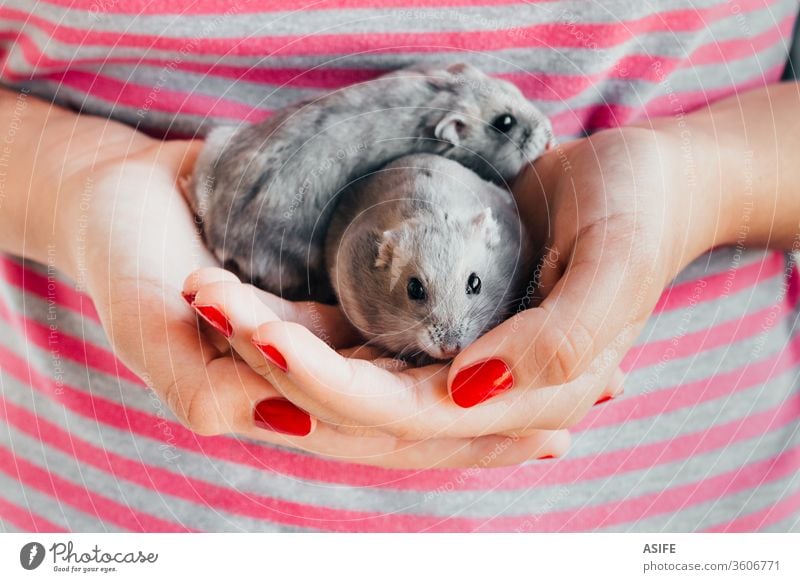 Couple Of Dwarf Hamsters In Girl Hands A Royalty Free Stock Photo From Photocase