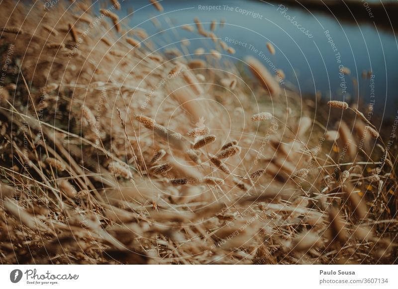 Beautiful close up of plants Plant Colour photo Wild plant Exterior shot Meadow Summer Flower Natural Grass Deserted Environment Nature Day