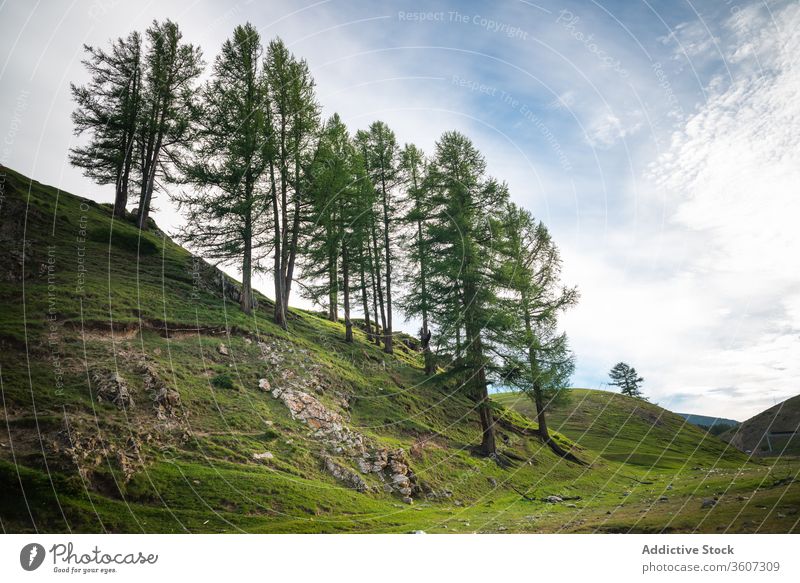 Picturesque valley with mountains and trees forest evergreen spectacular landscape scenic ridge highland woods nature balikun china blue sky cloud coniferous