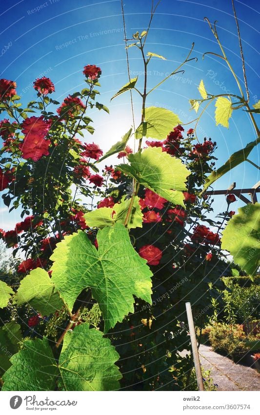 The world is colourful Environment Nature Plant Sky Beautiful weather pink Vine Vine tendril Leaf Garden Illuminate Bright Blossoming Colour photo Exterior shot