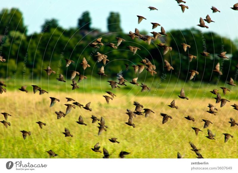 Starlings above the meadow Berlin Far-off places Trajectory Airport Airfield Freedom spring Sky Horizon Deserted taxiway Flock Skyline Summer Mirror image