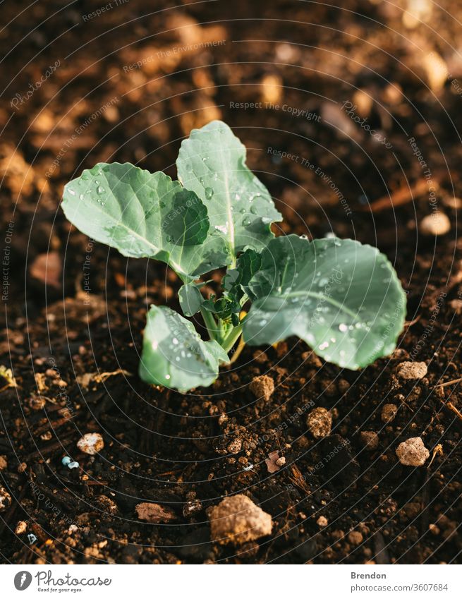 Natural Irrigated Garden Growing Broccoli with water on leaves plant green agriculture leaf garden vegetable nature organic seedling soil growth spring food