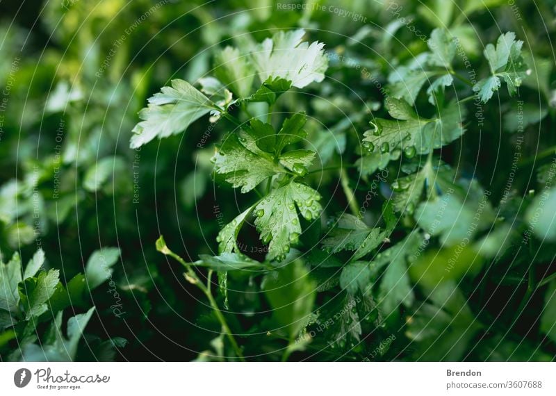 Herb Garden with Parsley in natural back yard garden box green parsley plant leaf herb fresh food leaves nature spice closeup organic vegetable healthy