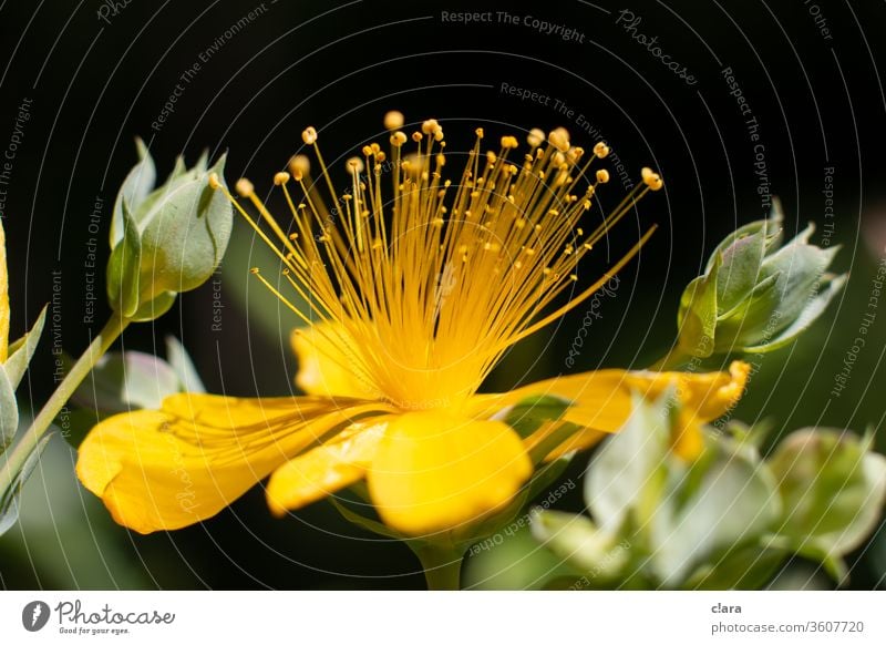 St. John's wort flowers Yellow bleed Plant Macro (Extreme close-up) Close-up Stamp Nature explosion