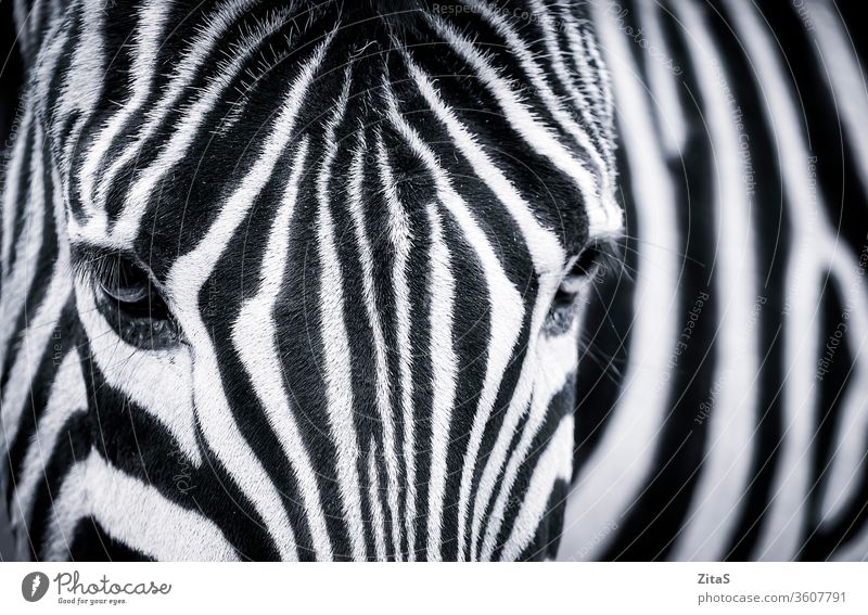 Detailed black and white closeup of a zebra detailed african monochrome animal wild eye fur stripes wildlife herbivore head nature