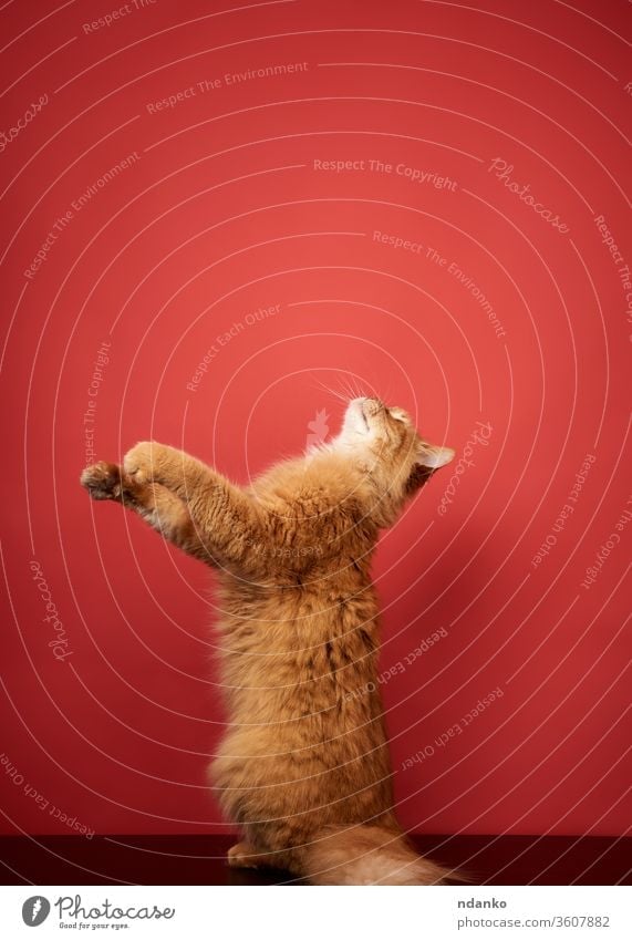 adult red cat jumps and pulls its paws up on a red background adorable animal beautiful big breed curious cute domestic face feline fluffy funny fur furry