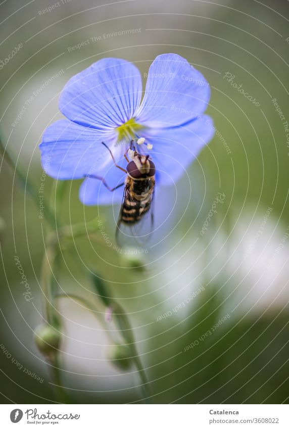 A hoverfly takes up the pollen of the linen blossom Insect Fly Linen blossom Flax petals Pollen Plant flora fauna Spring Garden Nature Blossom Green Blue purple